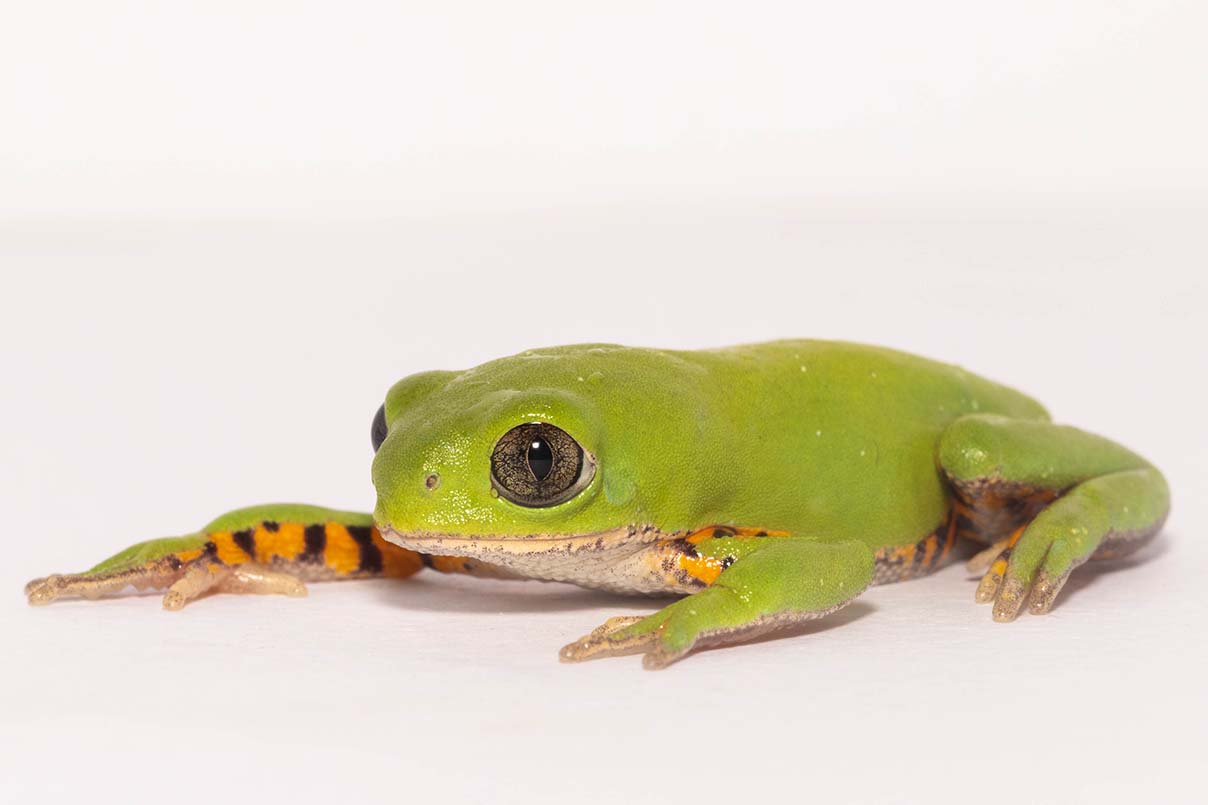 green frog