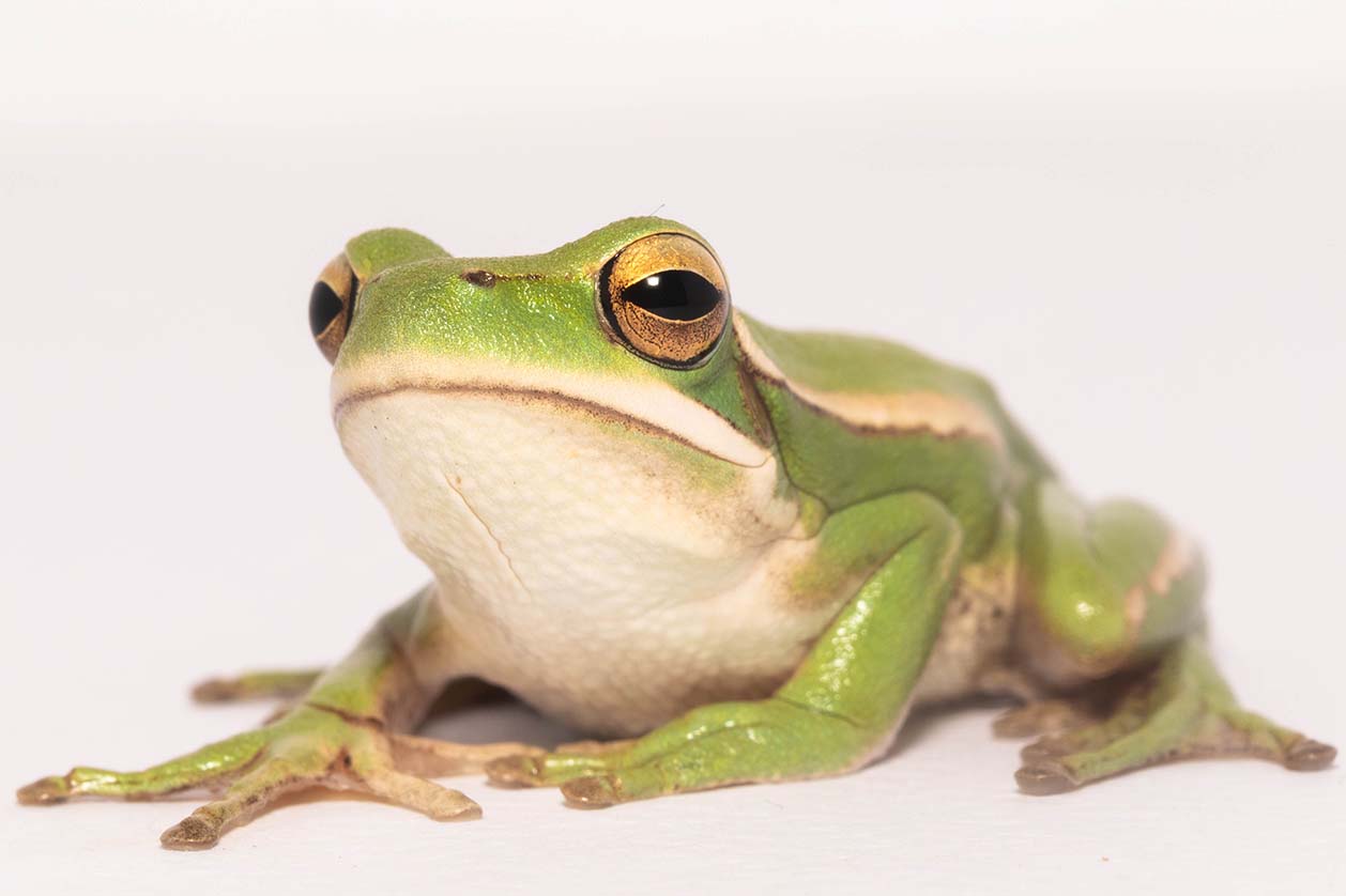 frog from argentina