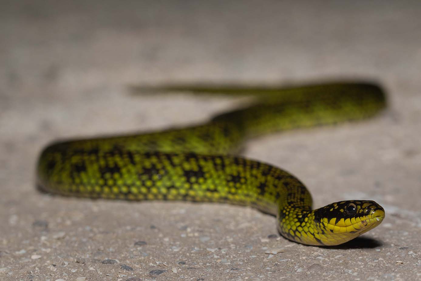 green snake argentina