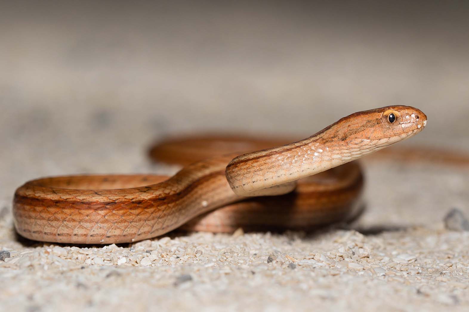 orange argentina snake