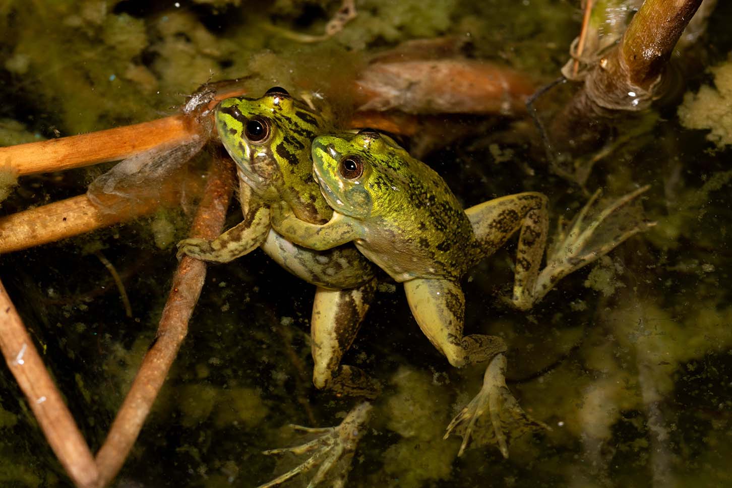 two argentina frogs