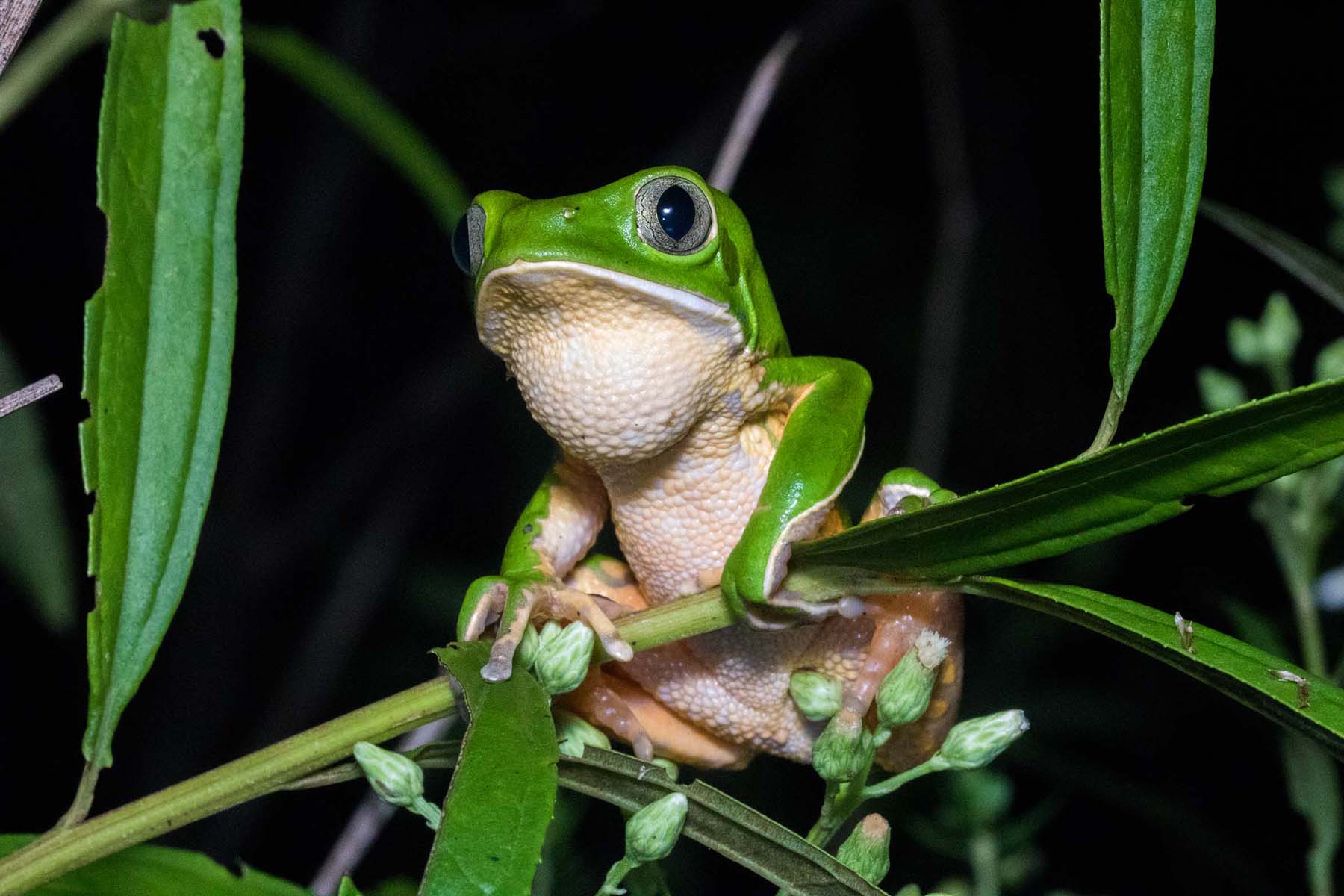 green frog 